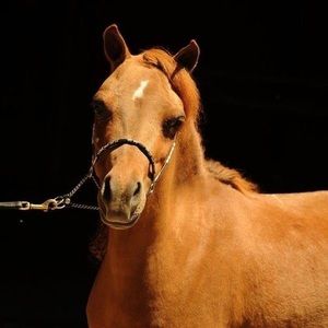 Meet your Posher, Roberta